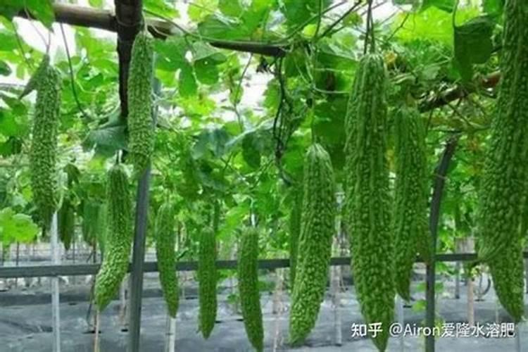 用自制的鱼蛋白浇果树要稀释多少