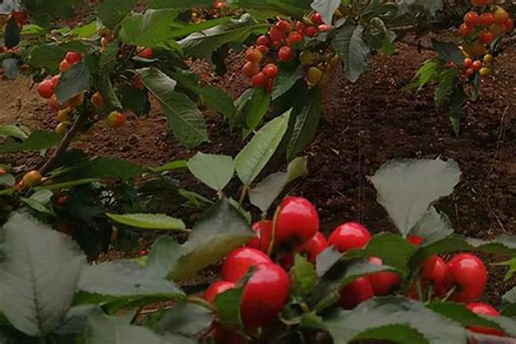 盆栽樱桃树刚发芽能上肥吗