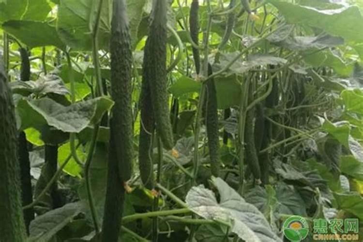 秋黄瓜只开花不结果咋解决