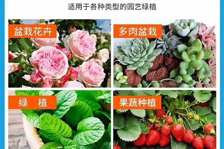 催花肥料使用方法和用量催花用什么肥料好怎么施