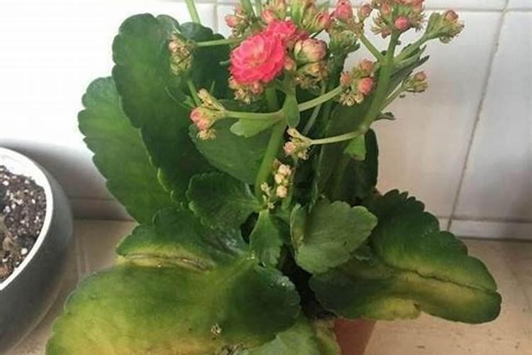 果树什么时期喷施叶面肥,上色增甜膨大用什么肥料好,叶面肥促花保果怎 ...