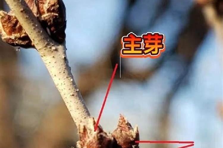 果树生根促根用什么效果最好？