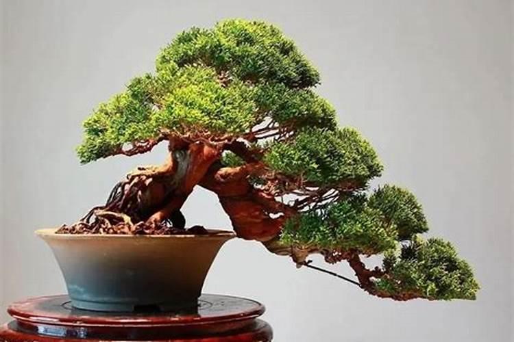 盆景养护与管理方法