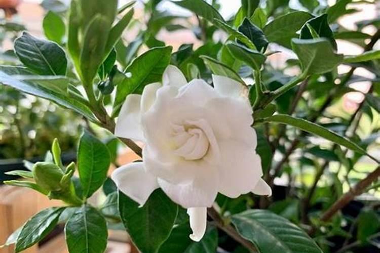 催花苞应该用什么肥料