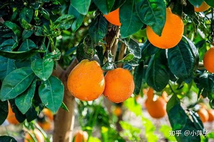 芭蕉功效与作用禁忌 食用方法有哪些