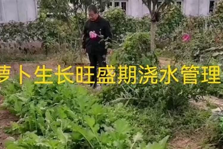 心里美萝卜怎样施肥