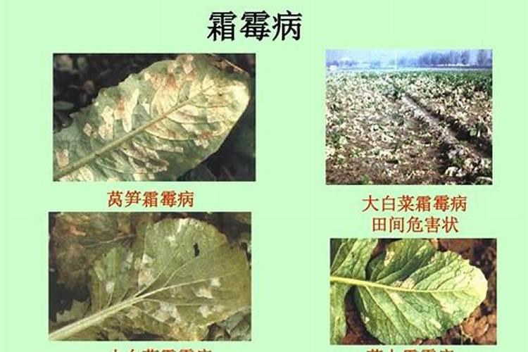 小麦专用叶面肥的作用