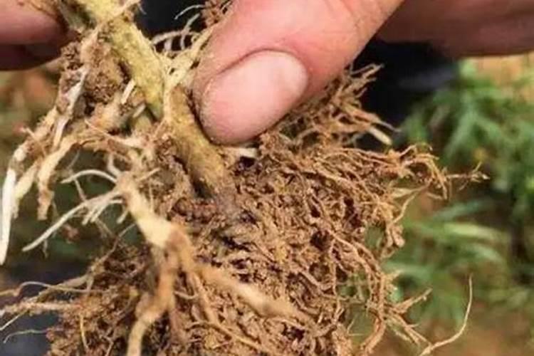 谁能告诉我叶面肥的正确使用方法？