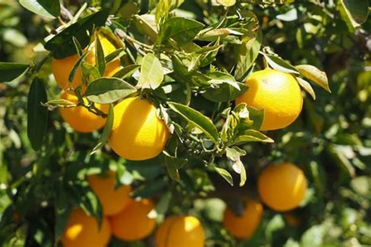 石景山水厂供水范围