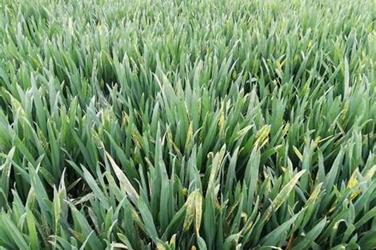 小麦用叶面肥好处哪些