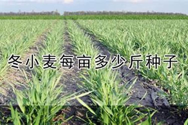 冬小麦最佳的配方肥,氮磷钾含量多少最合适？