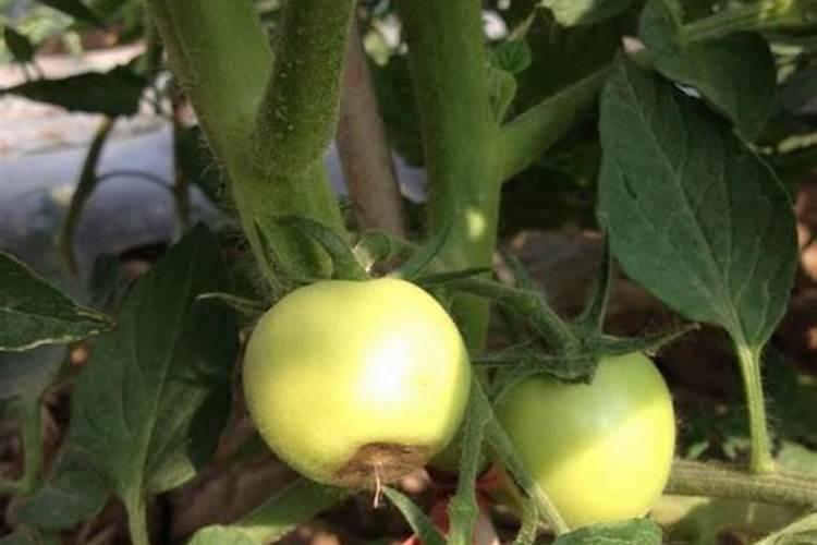 西红柿膨果肥用什么肥最好