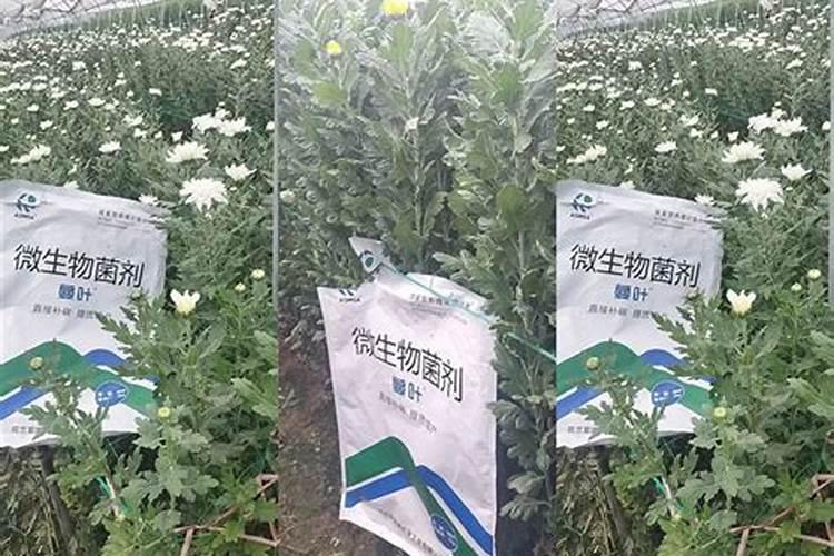 海藻肥的施用方法 注意事项有哪些