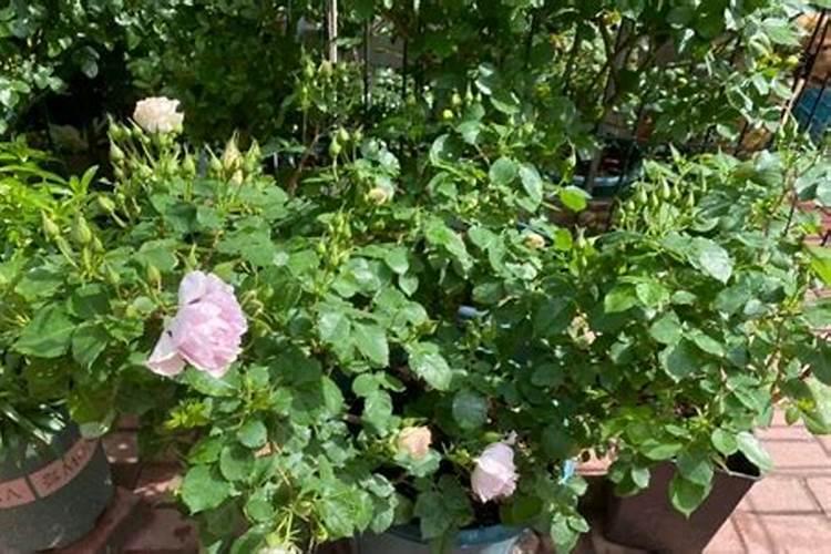 水果皮沤花肥要多久,如何判断是否腐熟