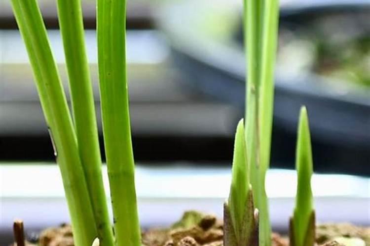 兰花怎么施肥 兰花的施肥技巧