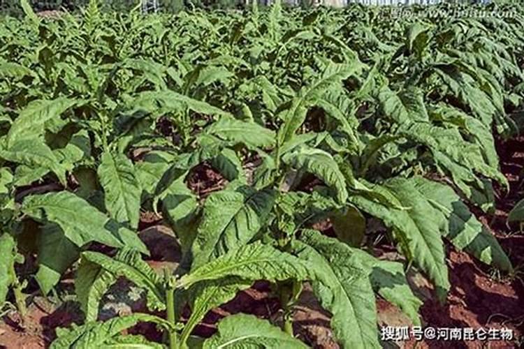 美洲星叶面肥能打烟吗