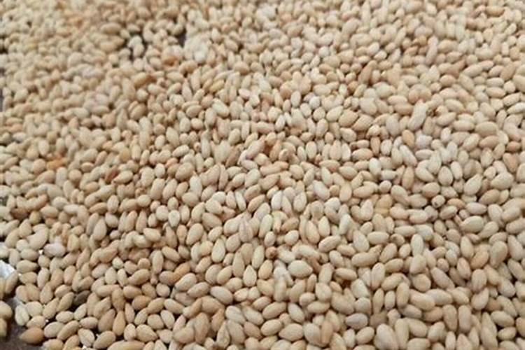 洼地块的夏玉米为啥弱