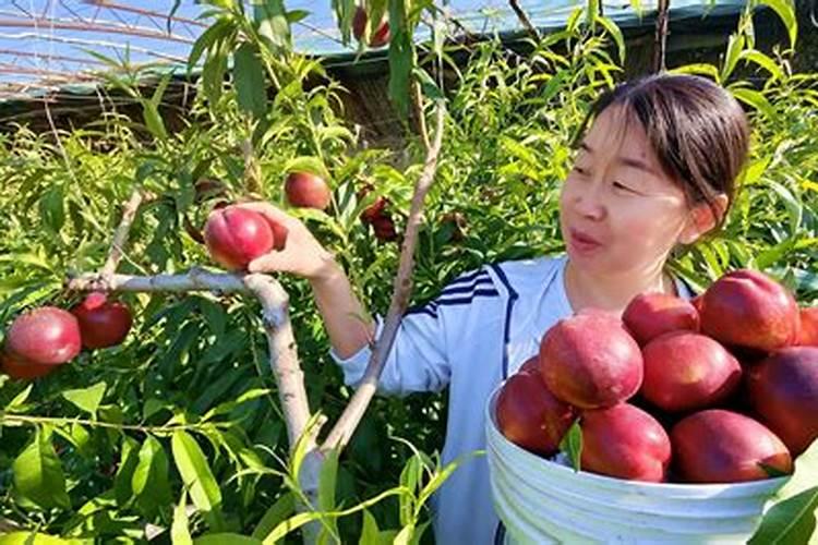 一般的蔬菜瓜果要用到什么肥料