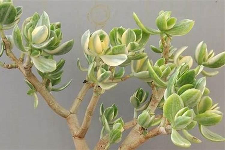 家里的花长出这种叶,千万保护好,特别值钱!