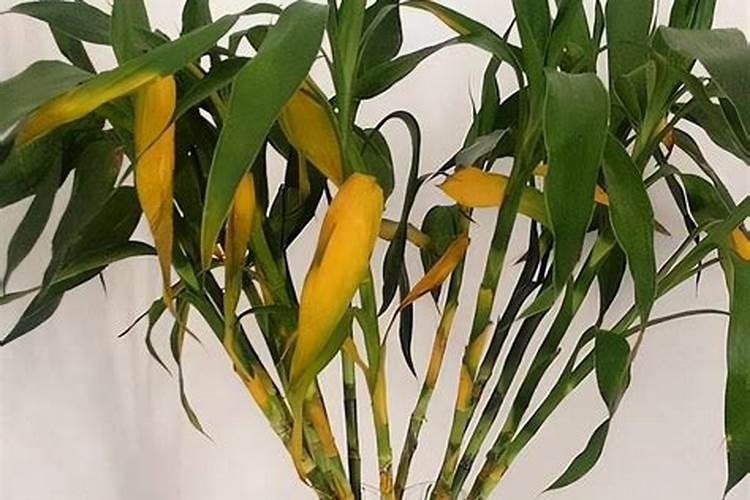 能促快生长竹笋的肥料