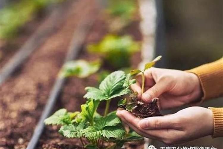 草莓苗种下后多久施肥草莓苗期管理技术