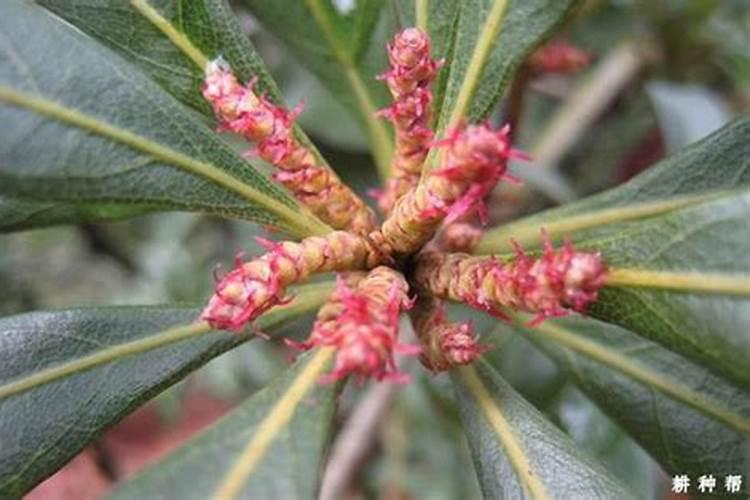 杨梅专用叶面肥怎么使用,更增产？