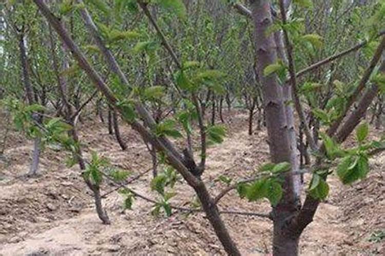 花芽分化用什么叶面肥