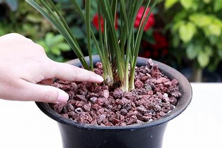 玉兰花的栽种条件是什么？