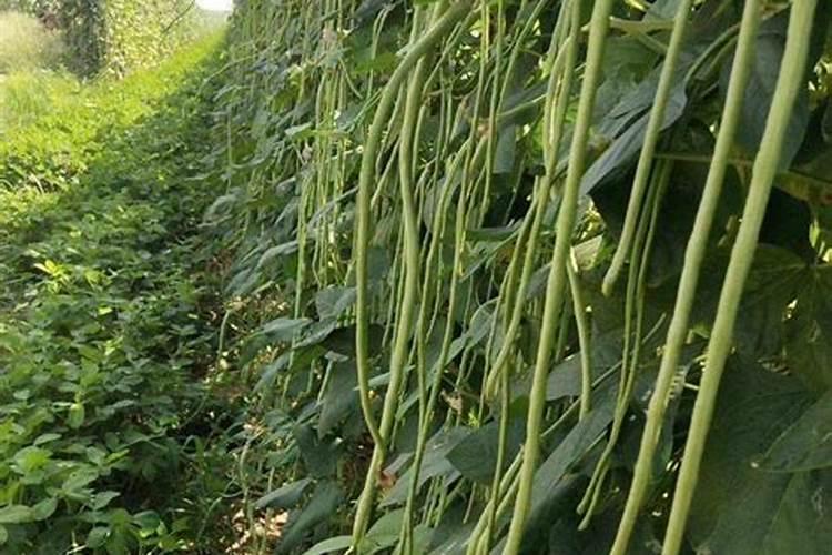 西瓜上什么肥料又大又甜