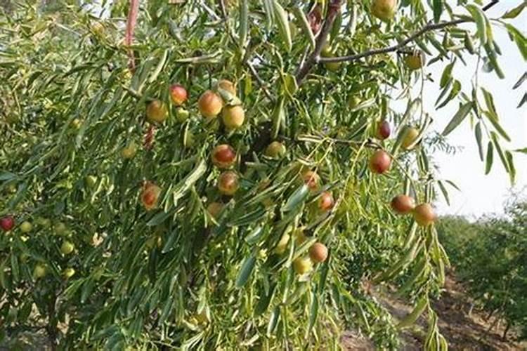 冬枣如何施肥才能高产