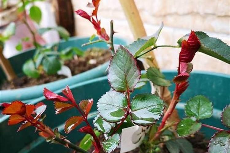 二铵肥料十大名牌排名