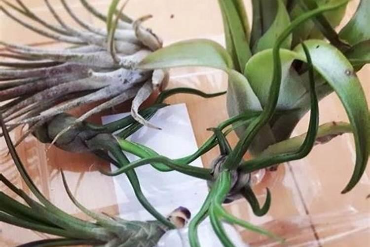 植遇(空气凤梨篇)