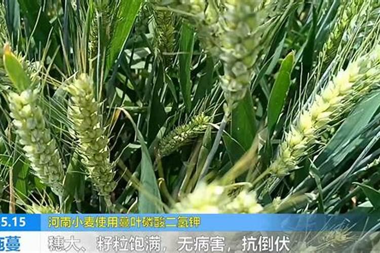 小麦增产秘诀选对水溶肥,产量提升不是梦