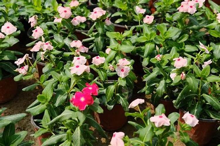 长春花怎么养护开花不断