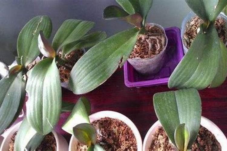 蝴蝶兰花谢了以后怎么处理？做到这2点,3个月可复花