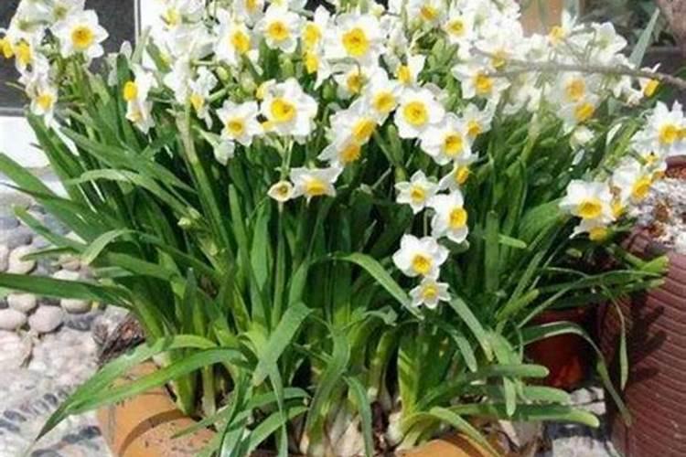 水仙花开花后怎么处理