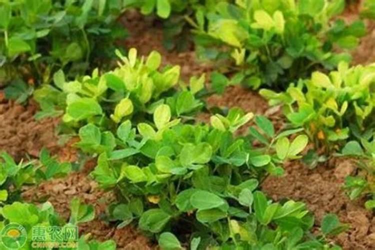 花生盛花期叶面肥用什么好？花生在什么时候喷施叶面肥？