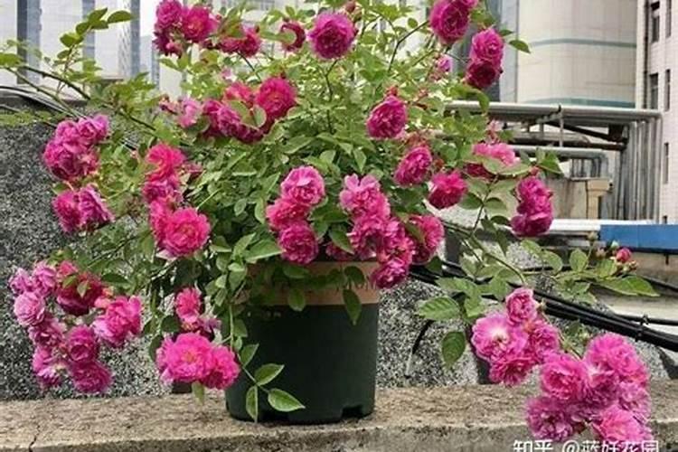 盆栽花怎样用钾肥(钾肥浇花)