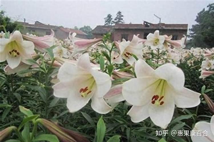 磷酸二氢钾食用百合,能叶面喷施吗？