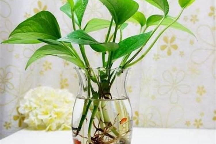 水培植物用什么肥料最有效果