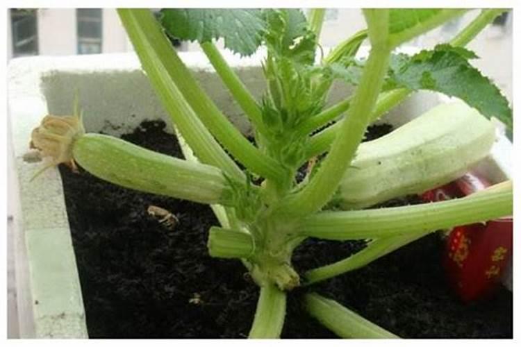 西葫芦怎么施肥