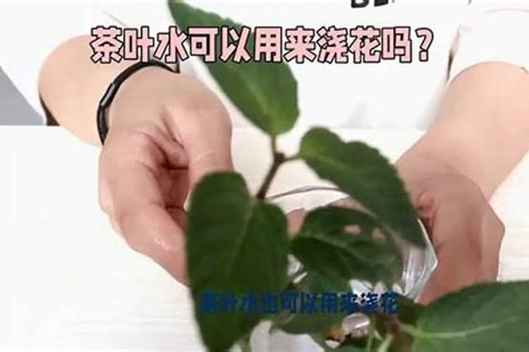 茶叶怎么做肥料