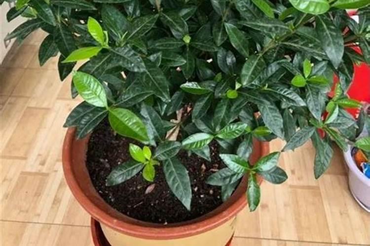 茶梅有花苞后可以施肥吗