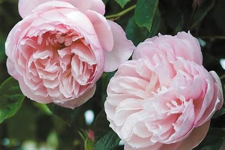 月季花什么时候施肥合适？