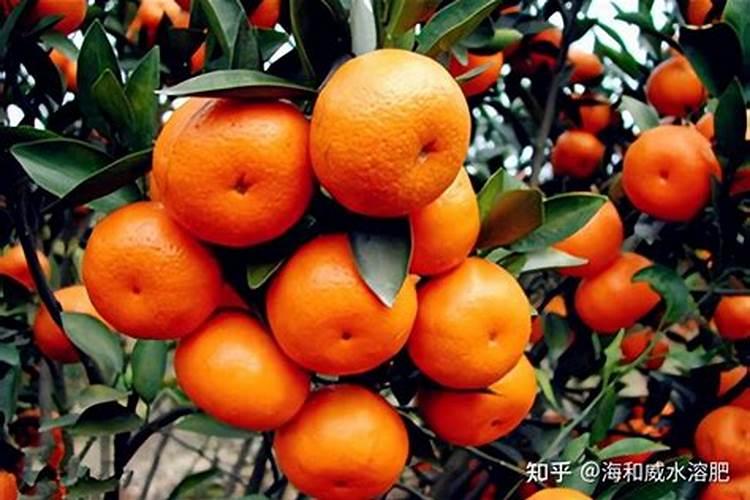 葡萄补硼的最佳时期