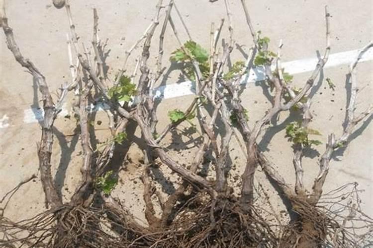 种植花生磷肥的正确方法