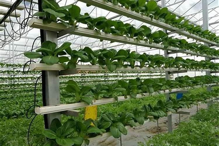 单一元素水溶肥料糖醇钙