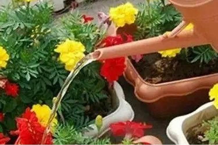 小麦出苗分蘖期的田间管理措施有哪些？