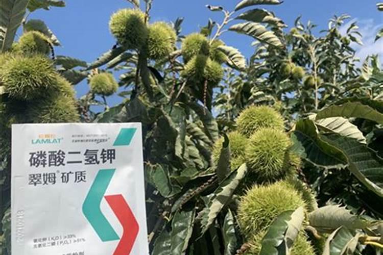 早板栗夏季什么时候施肥合适