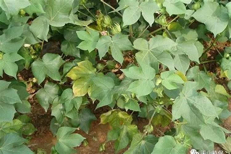 当前棉花叶面施肥怎么样追加